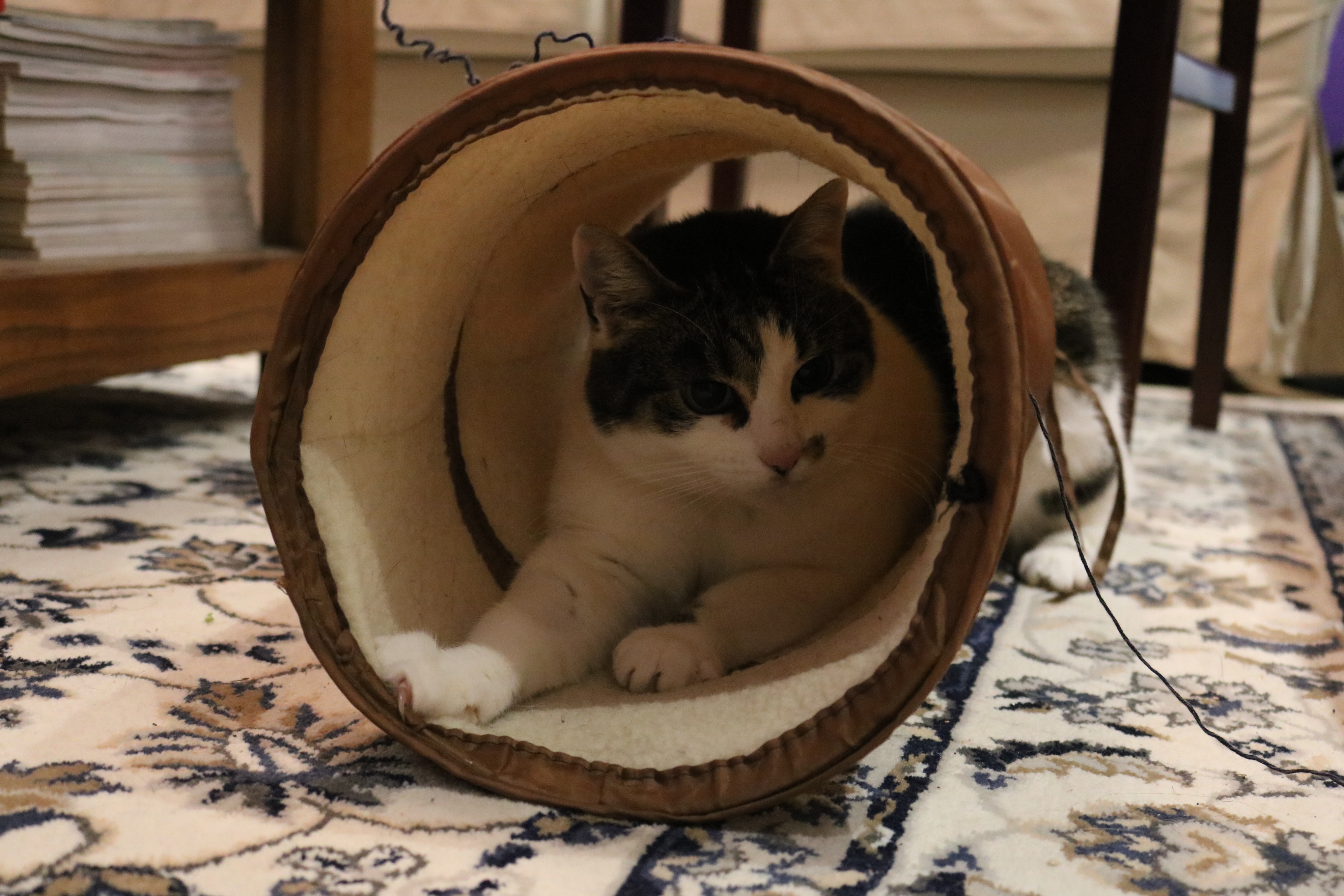 13 the Love of a Cat1