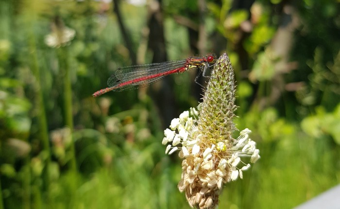 A Walk on the Wild Side