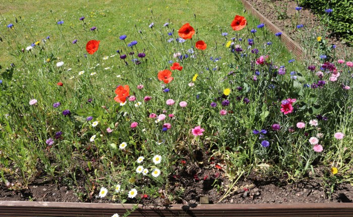 An Unruly Tangle of&nbsp;Flowers