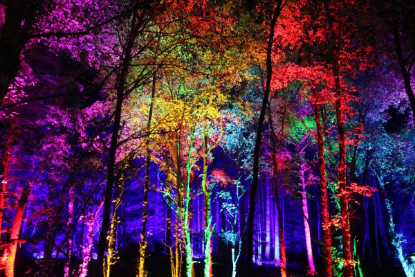 The Enchanted Forest