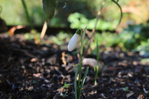 snowdrop