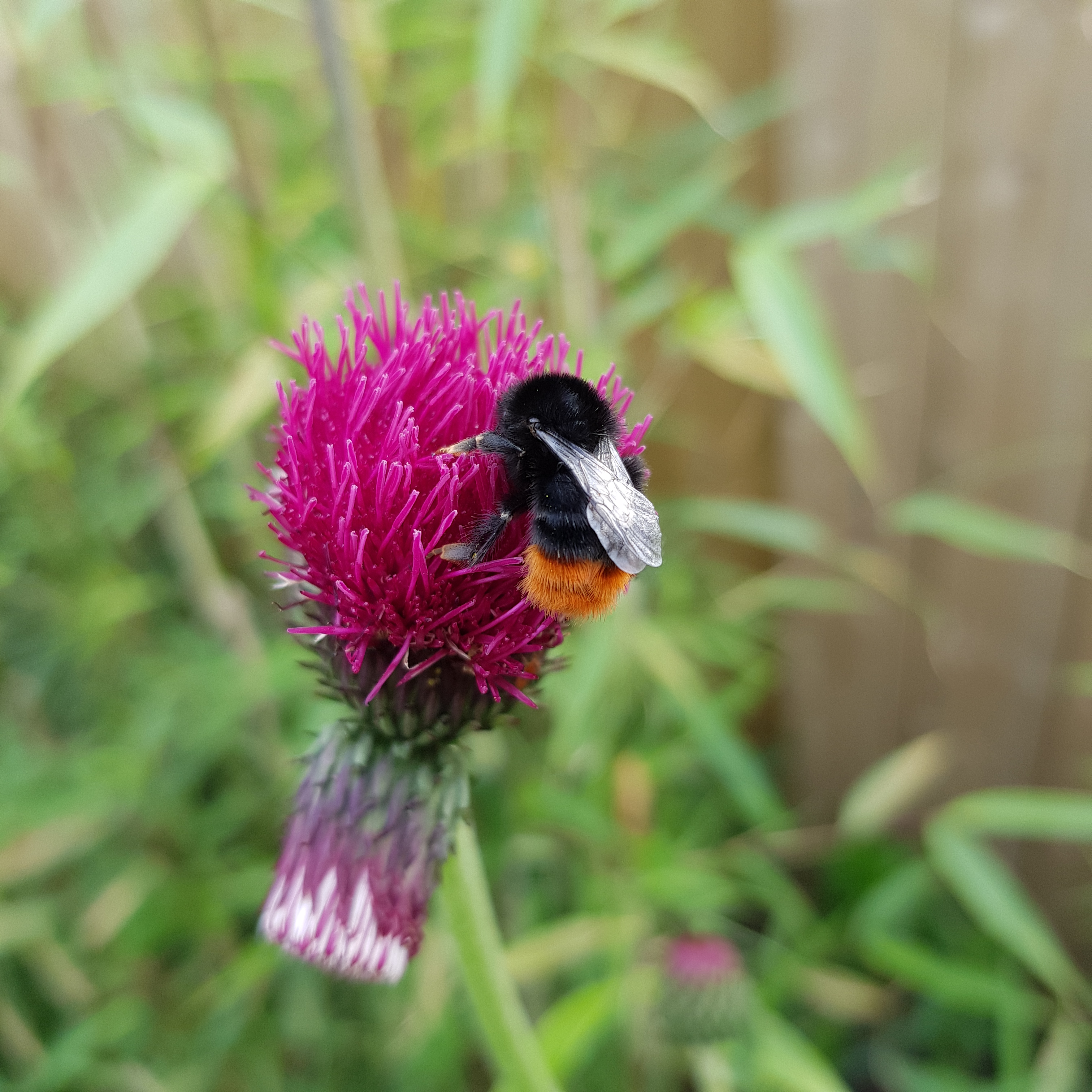 Bombus1