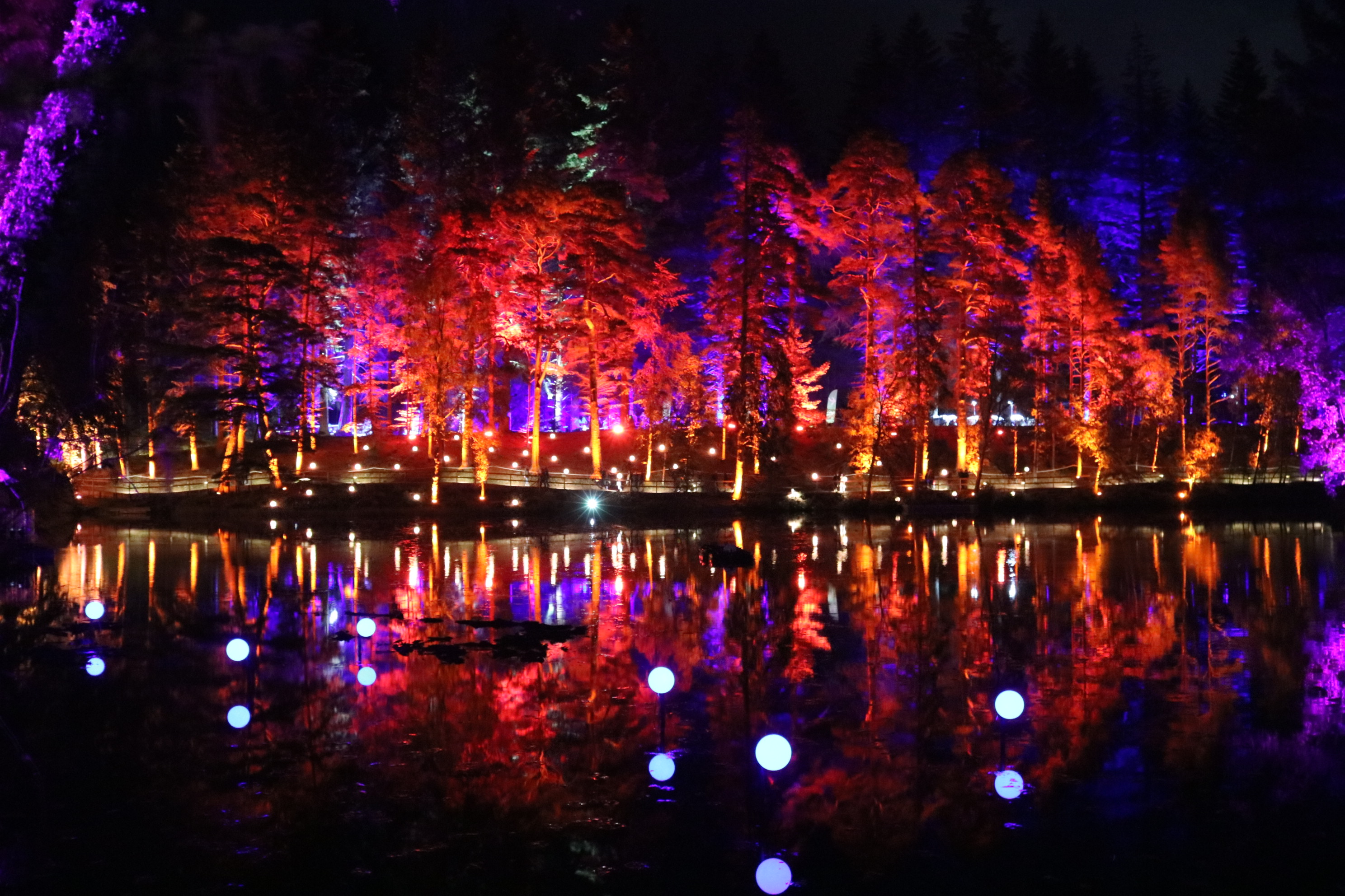 The Enchanted Forest