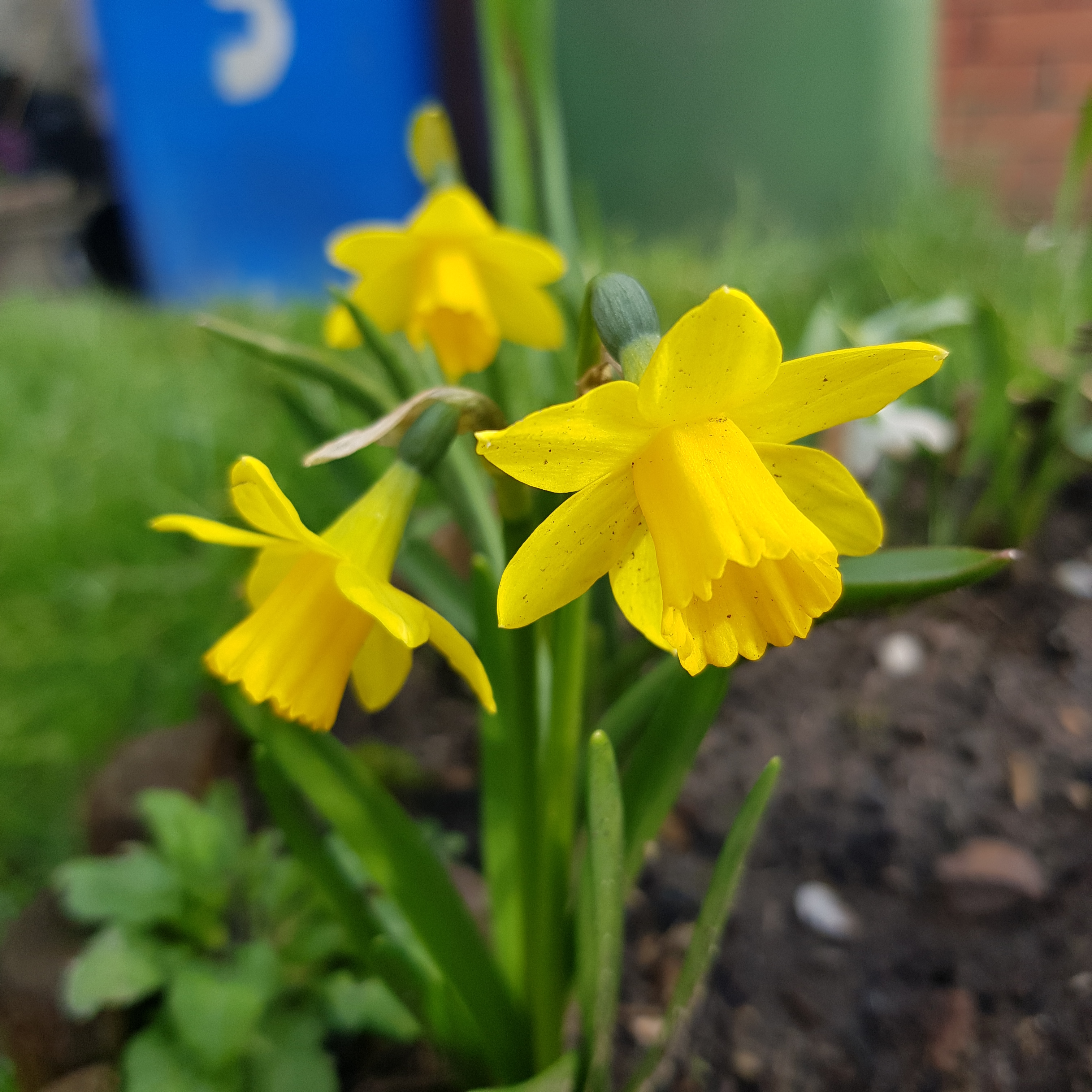 Daffodils