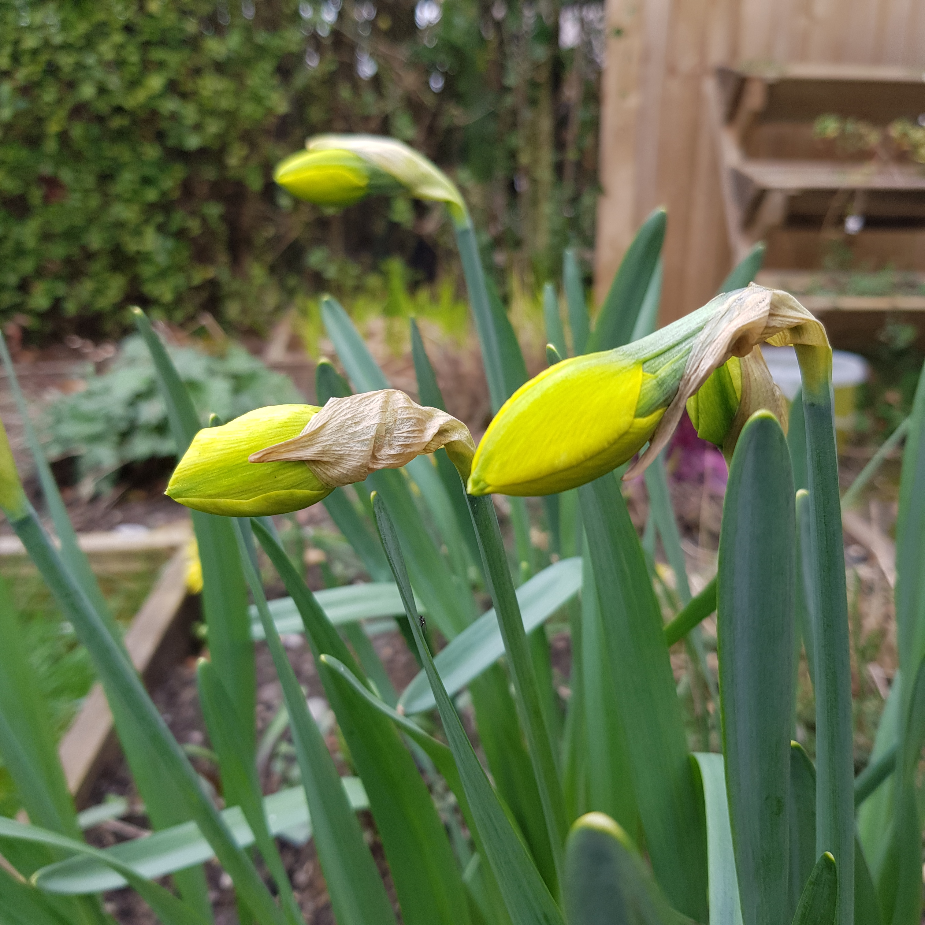 Daffodils2