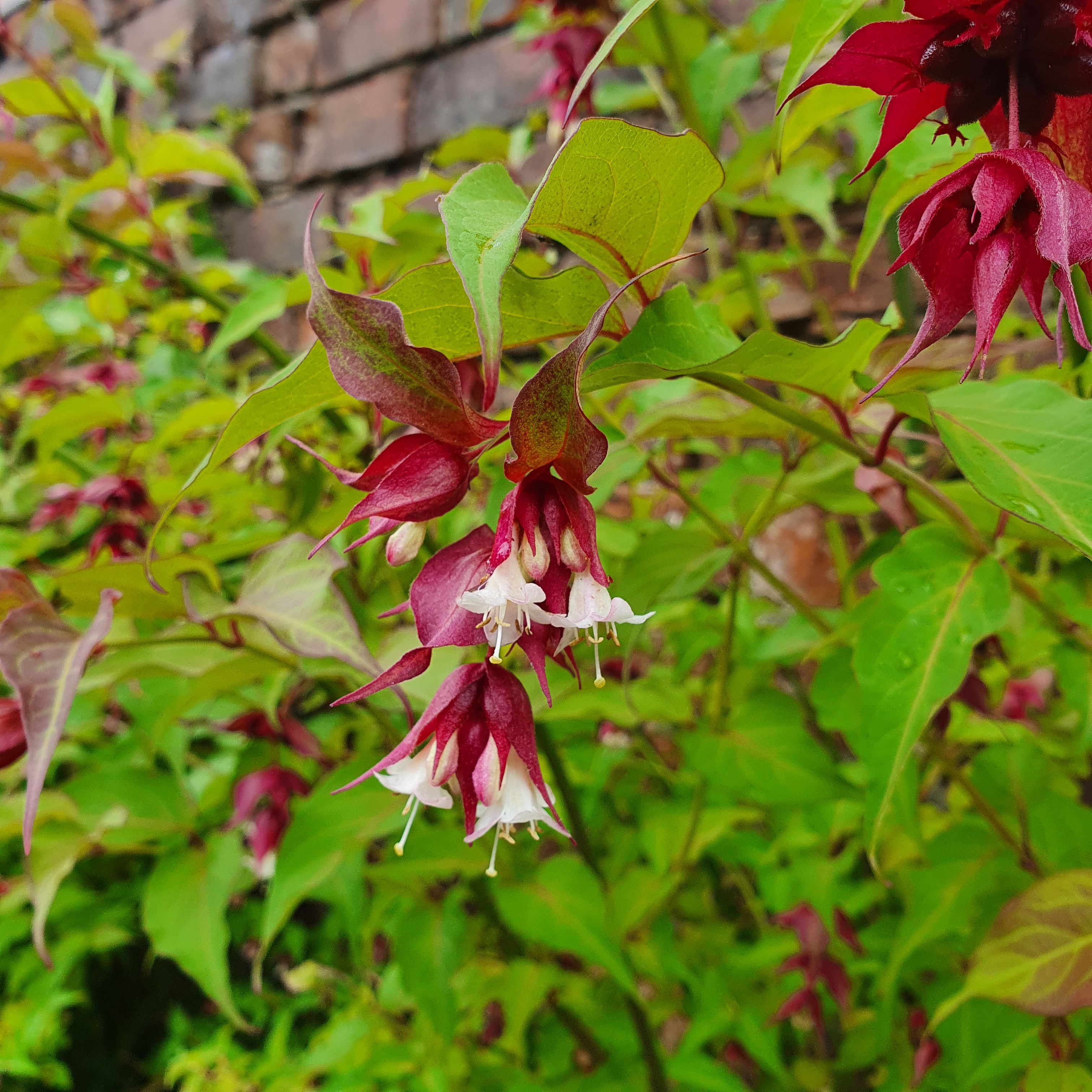 HimalayanHoneysuckle